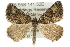  ( - 10ANIC-11848)  @15 [ ] CreativeCommons - Attribution (2010) CBG Photography Group Centre for Biodiversity Genomics
