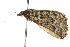  ( - 10ANIC-11850)  @12 [ ] CreativeCommons - Attribution (2010) CBG Photography Group Centre for Biodiversity Genomics