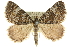  ( - 10ANIC-11853)  @14 [ ] CreativeCommons - Attribution (2010) CBG Photography Group Centre for Biodiversity Genomics