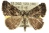  ( - 10ANIC-11856)  @14 [ ] CreativeCommons - Attribution (2010) CBG Photography Group Centre for Biodiversity Genomics