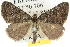  ( - 10ANIC-11857)  @14 [ ] CreativeCommons - Attribution (2010) CBG Photography Group Centre for Biodiversity Genomics