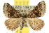  ( - 10ANIC-11865)  @15 [ ] CreativeCommons - Attribution (2010) CBG Photography Group Centre for Biodiversity Genomics