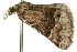  ( - 10ANIC-11866)  @11 [ ] CreativeCommons - Attribution (2010) CBG Photography Group Centre for Biodiversity Genomics
