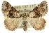  ( - 10ANIC-11867)  @15 [ ] CreativeCommons - Attribution (2010) CBG Photography Group Centre for Biodiversity Genomics