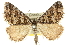  ( - 10ANIC-11868)  @11 [ ] CreativeCommons - Attribution (2010) CBG Photography Group Centre for Biodiversity Genomics