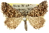  ( - 10ANIC-11869)  @11 [ ] CreativeCommons - Attribution (2010) CBG Photography Group Centre for Biodiversity Genomics