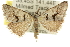 ( - 10ANIC-11870)  @14 [ ] CreativeCommons - Attribution (2010) CBG Photography Group Centre for Biodiversity Genomics