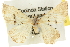  (Dichromodes sp. ANIC36 - 10ANIC-11872)  @11 [ ] CreativeCommons - Attribution (2010) CBG Photography Group Centre for Biodiversity Genomics