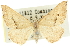  (Dichromodes sp. ANIC37 - 10ANIC-11875)  @11 [ ] CreativeCommons - Attribution (2010) CBG Photography Group Centre for Biodiversity Genomics