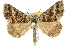  (Dichromodes emplecta - 10ANIC-11876)  @15 [ ] CreativeCommons - Attribution (2010) CBG Photography Group Centre for Biodiversity Genomics