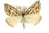  ( - 10ANIC-11878)  @14 [ ] CreativeCommons - Attribution (2010) CBG Photography Group Centre for Biodiversity Genomics