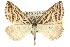  (Dichromodes confluaria - 10ANIC-11879)  @15 [ ] CreativeCommons - Attribution (2010) CBG Photography Group Centre for Biodiversity Genomics