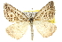  ( - 10ANIC-11880)  @14 [ ] CreativeCommons - Attribution (2010) CBG Photography Group Centre for Biodiversity Genomics