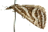  ( - 10ANIC-11881)  @13 [ ] CreativeCommons - Attribution (2010) CBG Photography Group Centre for Biodiversity Genomics