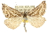  (Dichromodes sp. ANIC38 - 10ANIC-11882)  @15 [ ] CreativeCommons - Attribution (2010) CBG Photography Group Centre for Biodiversity Genomics