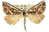  (Dichromodes rostrata - 10ANIC-11884)  @11 [ ] CreativeCommons - Attribution (2010) CBG Photography Group Centre for Biodiversity Genomics
