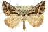  ( - 10ANIC-11885)  @15 [ ] CreativeCommons - Attribution (2010) CBG Photography Group Centre for Biodiversity Genomics
