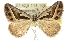  ( - 10ANIC-11886)  @15 [ ] CreativeCommons - Attribution (2010) CBG Photography Group Centre for Biodiversity Genomics