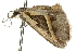  ( - 10ANIC-11888)  @13 [ ] CreativeCommons - Attribution (2010) CBG Photography Group Centre for Biodiversity Genomics