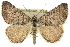  (Dichromodes obtusata - 10ANIC-11894)  @15 [ ] CreativeCommons - Attribution (2010) CBG Photography Group Centre for Biodiversity Genomics