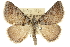  ( - 10ANIC-11895)  @15 [ ] CreativeCommons - Attribution (2010) CBG Photography Group Centre for Biodiversity Genomics