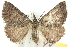  (Dichromodes exsignata - 10ANIC-11898)  @14 [ ] CreativeCommons - Attribution (2010) CBG Photography Group Centre for Biodiversity Genomics