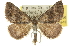  (Dichromodes sp. ANIC40 - 10ANIC-11900)  @13 [ ] CreativeCommons - Attribution (2010) CBG Photography Group Centre for Biodiversity Genomics