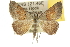  ( - 10ANIC-11901)  @14 [ ] CreativeCommons - Attribution (2010) CBG Photography Group Centre for Biodiversity Genomics