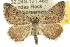  ( - 10ANIC-11902)  @15 [ ] CreativeCommons - Attribution (2010) CBG Photography Group Centre for Biodiversity Genomics