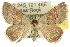  ( - 10ANIC-11903)  @15 [ ] CreativeCommons - Attribution (2010) CBG Photography Group Centre for Biodiversity Genomics