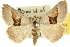  ( - 10ANIC-11904)  @14 [ ] CreativeCommons - Attribution (2010) CBG Photography Group Centre for Biodiversity Genomics