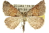  ( - 10ANIC-11906)  @15 [ ] CreativeCommons - Attribution (2010) CBG Photography Group Centre for Biodiversity Genomics