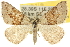  ( - 10ANIC-11907)  @15 [ ] CreativeCommons - Attribution (2010) CBG Photography Group Centre for Biodiversity Genomics