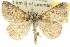  ( - 10ANIC-11908)  @13 [ ] CreativeCommons - Attribution (2010) CBG Photography Group Centre for Biodiversity Genomics