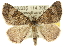  ( - 10ANIC-11909)  @14 [ ] CreativeCommons - Attribution (2010) CBG Photography Group Centre for Biodiversity Genomics