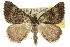  ( - 10ANIC-11910)  @14 [ ] CreativeCommons - Attribution (2010) CBG Photography Group Centre for Biodiversity Genomics