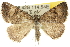  ( - 10ANIC-11911)  @14 [ ] CreativeCommons - Attribution (2010) CBG Photography Group Centre for Biodiversity Genomics