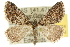  ( - 10ANIC-11914)  @11 [ ] CreativeCommons - Attribution (2010) CBG Photography Group Centre for Biodiversity Genomics