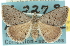  (Dichromodes limosa - 10ANIC-11917)  @15 [ ] CreativeCommons - Attribution (2010) CBG Photography Group Centre for Biodiversity Genomics