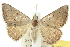  ( - 10ANIC-11919)  @11 [ ] CreativeCommons - Attribution (2010) CBG Photography Group Centre for Biodiversity Genomics
