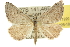  (Dichromodes sp. ANIC43 - 10ANIC-11920)  @15 [ ] CreativeCommons - Attribution (2010) CBG Photography Group Centre for Biodiversity Genomics