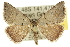 (Dichromodes mesogonia - 10ANIC-11922)  @15 [ ] CreativeCommons - Attribution (2010) CBG Photography Group Centre for Biodiversity Genomics