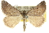  ( - 10ANIC-11923)  @11 [ ] CreativeCommons - Attribution (2010) CBG Photography Group Centre for Biodiversity Genomics