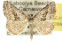  ( - 10ANIC-11925)  @11 [ ] CreativeCommons - Attribution (2010) CBG Photography Group Centre for Biodiversity Genomics