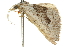  ( - 10ANIC-11926)  @13 [ ] CreativeCommons - Attribution (2010) CBG Photography Group Centre for Biodiversity Genomics