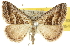  (Dichromodes lechria - 10ANIC-11930)  @14 [ ] CreativeCommons - Attribution (2010) CBG Photography Group Centre for Biodiversity Genomics