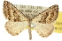  ( - 10ANIC-11931)  @13 [ ] CreativeCommons - Attribution (2010) CBG Photography Group Centre for Biodiversity Genomics