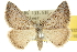  ( - 10ANIC-11932)  @13 [ ] CreativeCommons - Attribution (2010) CBG Photography Group Centre for Biodiversity Genomics