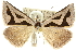  ( - 10ANIC-11936)  @15 [ ] CreativeCommons - Attribution (2010) CBG Photography Group Centre for Biodiversity Genomics