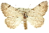  (Dichromodes sp. ANIC45 - 10ANIC-11939)  @15 [ ] CreativeCommons - Attribution (2010) CBG Photography Group Centre for Biodiversity Genomics